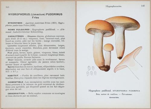 E409 - Les Champignons - i19515-19516