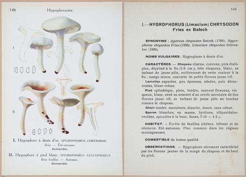E409 - Les Champignons - i19517-19518