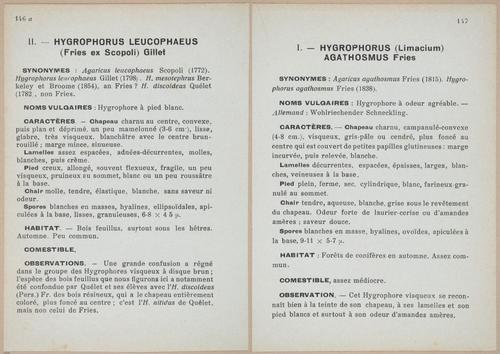 E409 - Les Champignons - i19519-19520