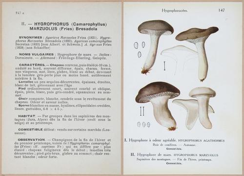 E409 - Les Champignons - i19521-19522