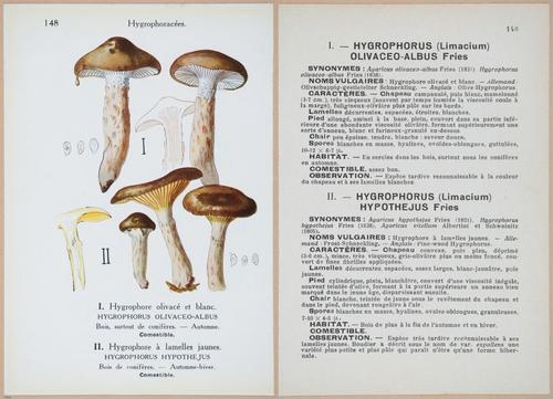 E409 - Les Champignons - i19523-19524
