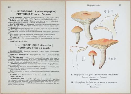 E409 - Les Champignons - i19525-19526