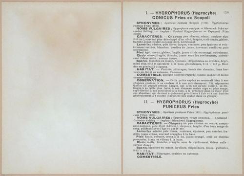 E409 - Les Champignons - i19527