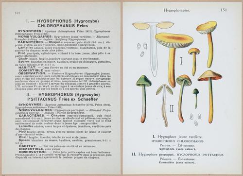 E409 - Les Champignons - i19528-19529