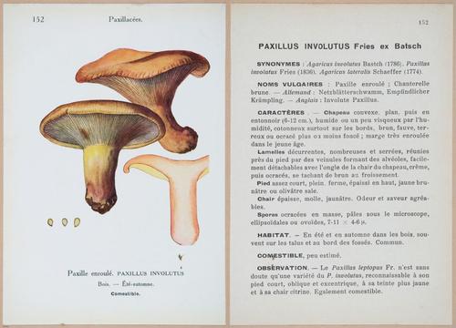 E409 - Les Champignons - i19530-19531