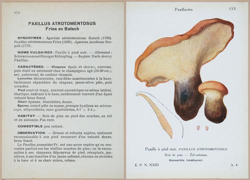 E409 - Les Champignons - i19532-19533