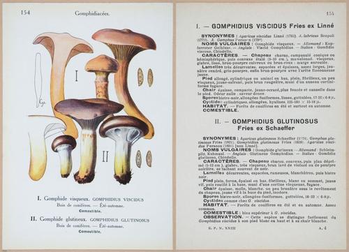 E409 - Les Champignons - i19534-19535