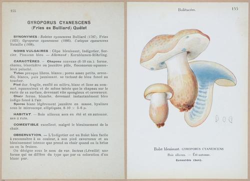 E409 - Les Champignons - i19536-19537
