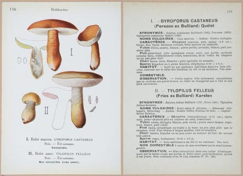 E409 - Les Champignons - i19538-19539