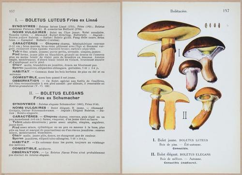 E409 - Les Champignons - i19540-19541