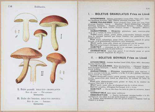 E409 - Les Champignons - i19542-19543