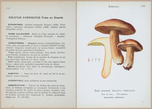 E409 - Les Champignons - i19544-19545