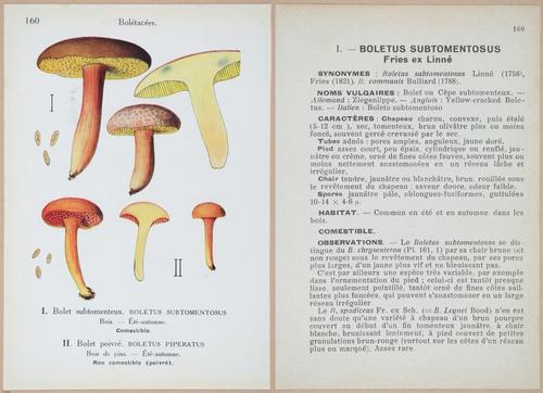 E409 - Les Champignons - i19546-19547