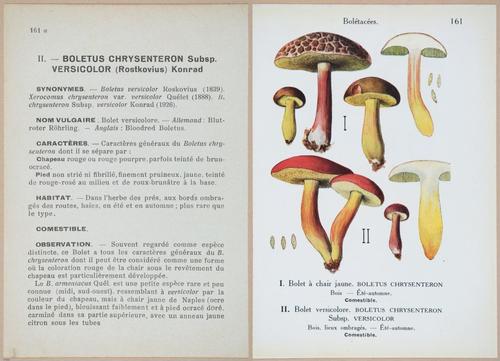 E409 - Les Champignons - i19550-19551