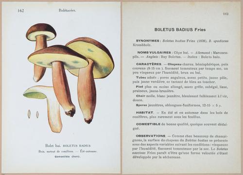 E409 - Les Champignons - i19552-19553