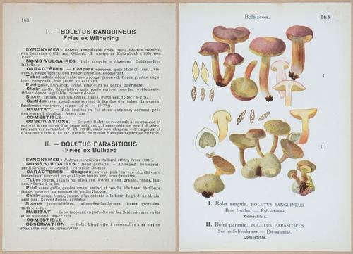 E409 - Les Champignons - i19554-19555