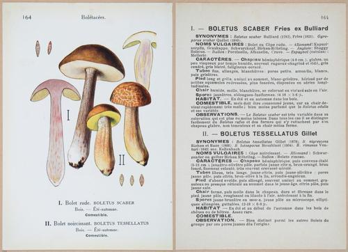 E409 - Les Champignons - i19556-19557
