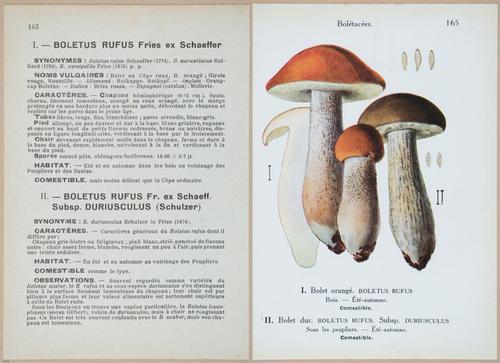 E409 - Les Champignons - i19558-19559