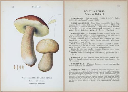 E409 - Les Champignons - i19560-19561