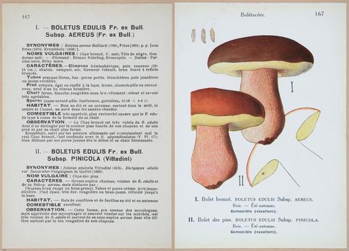 E409 - Les Champignons - i19562-19563