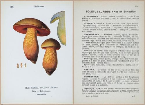 E409 - Les Champignons - i19564-19565