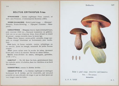 E409 - Les Champignons - i19566-19567