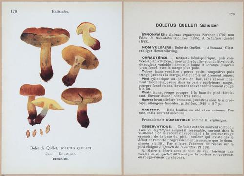 E409 - Les Champignons - i19568-19569