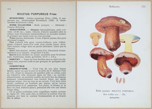 E409 - Les Champignons - i19570-19571