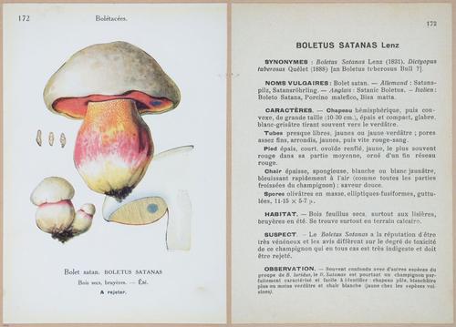 E409 - Les Champignons - i19572-19573