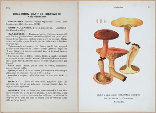 E409 - Les Champignons - i19574-19575