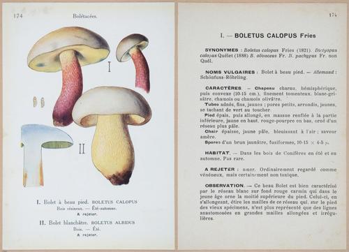 E409 - Les Champignons - i19576-19577