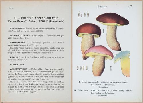 E409 - Les Champignons - i19580-19581