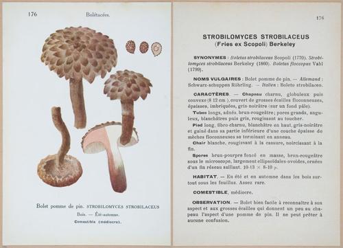 E409 - Les Champignons - i19582-19583