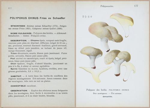 E409 - Les Champignons - i19584-19585