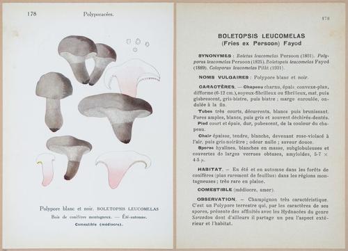 E409 - Les Champignons - i19586-19587