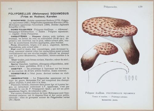 E409 - Les Champignons - i19588-19589