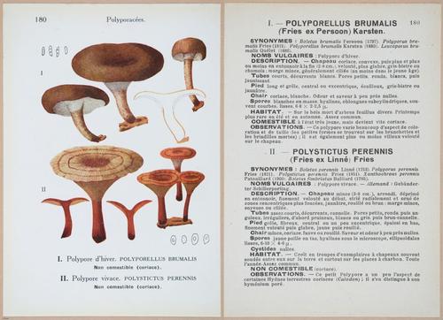 E409 - Les Champignons - i19590-19591
