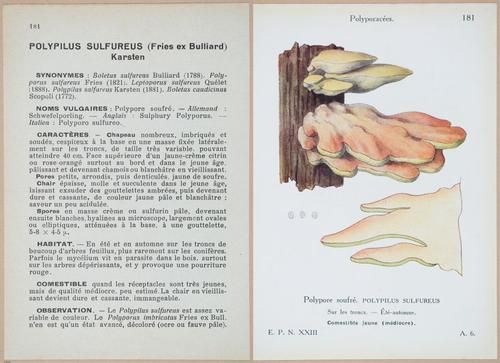 E409 - Les Champignons - i19592-19593