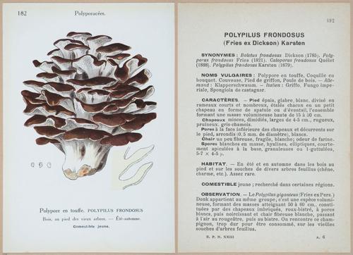 E409 - Les Champignons - i19594-19595