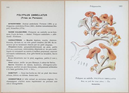 E409 - Les Champignons - i19596-19597