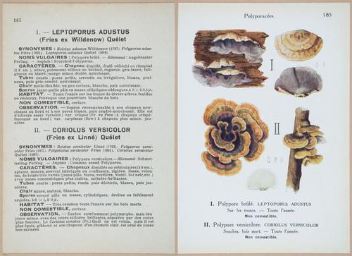 E409 - Les Champignons - i19600-19601