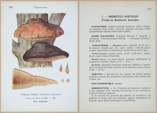 E409 - Les Champignons - i19602-19603