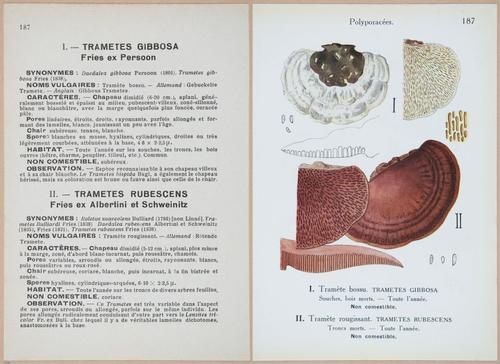 E409 - Les Champignons - i19604-19605