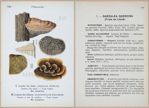 E409 - Les Champignons - i19606-19607