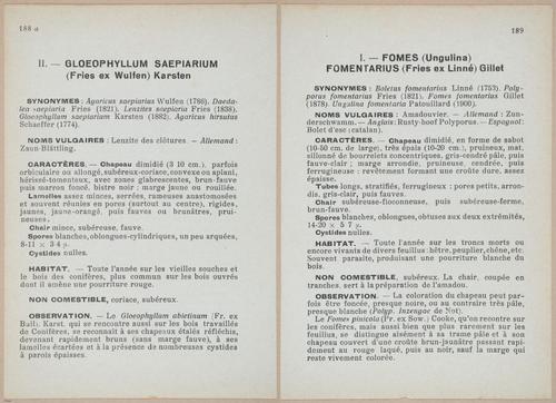E409 - Les Champignons - i19608-19609