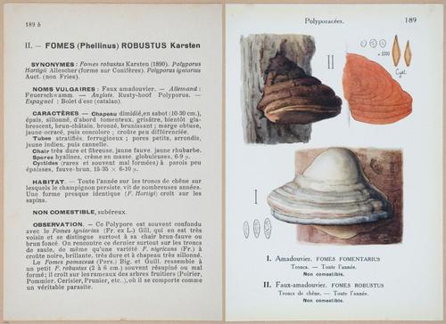 E409 - Les Champignons - i19610-19611