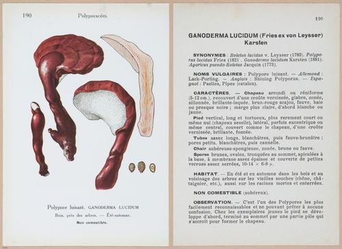 E409 - Les Champignons - i19614-19615