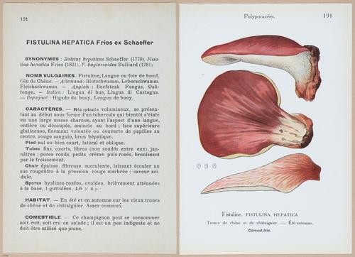E409 - Les Champignons - i19616-19617