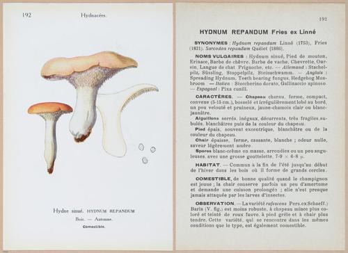E409 - Les Champignons - i19618-19619