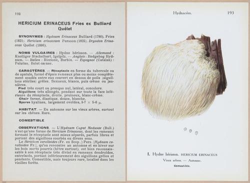 E409 - Les Champignons - i19620-19621